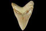 Serrated, Colorful Megalodon Tooth - Indonesia #151826-2